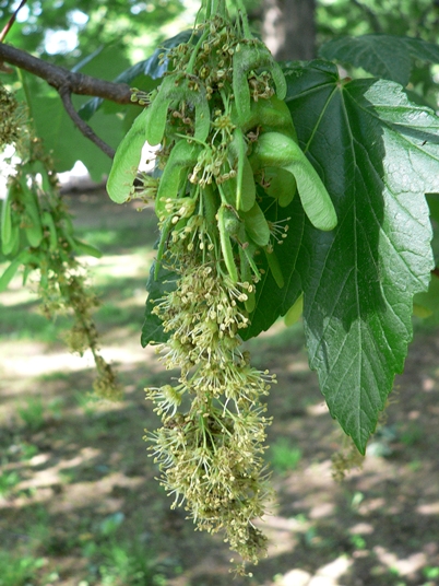 {Acer pseudoplatanus}
